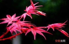 【树】红枫树的繁殖方法
