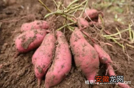 【成熟】红薯什么时候成熟，红薯在8月～11月