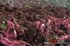 【成熟】红薯什么时候成熟，红薯在8月～11月