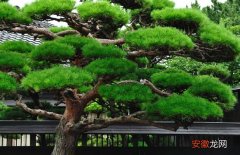 【树】松树的特点有哪些？