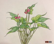 【图片】植物画画图片大全花有哪些？