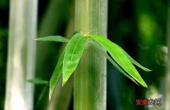 【竹子】竹子的精神品质