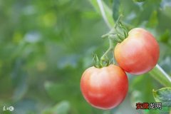 【多】西红柿每穗留果多少适宜，怪不得自家的产量低