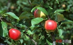 【种植】果树种植如何提高成活率？提高果树栽植成活率的方法