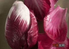 【吃】红菊苣可以生吃吗？当然可以