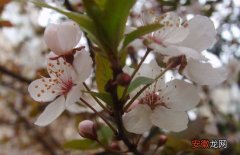 【花】樱花树扦插技术