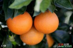 【施肥】别因为施错肥导致代价大跌！柑橘整年施肥要素都在这里