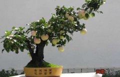 【盆景】苹果盆景制作与养护