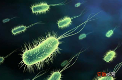了解日常生活中的基本常识我们身体细菌最多部位