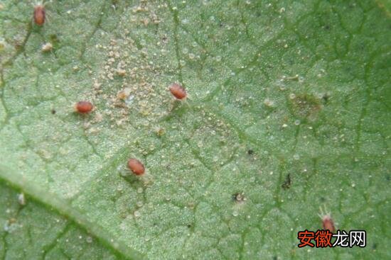 【莲】种西番莲长虫打什么药，西番莲病虫害防治有哪些？