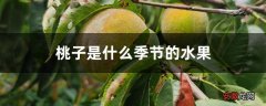【季节】桃子是什么季节的水果