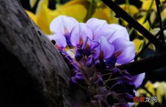 【花】紫藤花的养殖方法