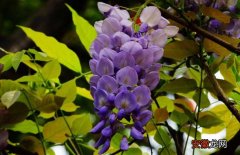【花】紫藤花什么时候开花？