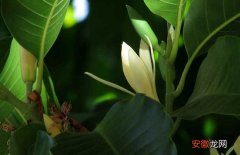 【兰花】白兰花种子价格及种植方法