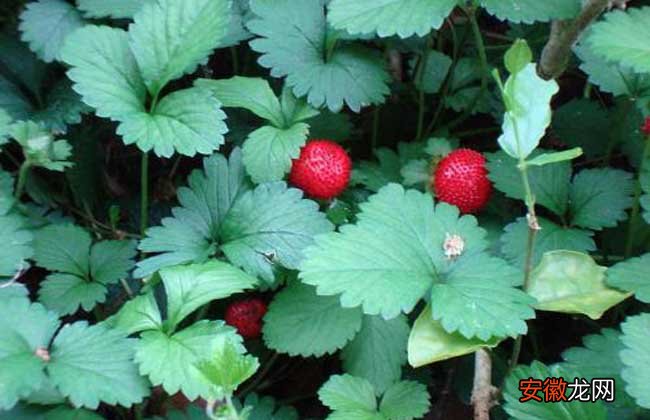 【价格】蛇莓种子价格及种植方法