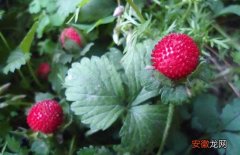 【价格】蛇莓种子价格及种植方法