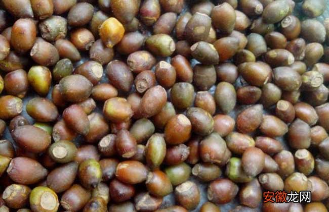【种子】红豆杉种子价格及种植方法