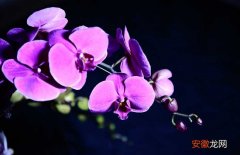 【种子】蝴蝶兰种子价格及种植方法