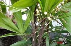【种子】棕竹种子价格及种植方法