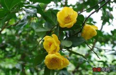 【花】金花茶树苗价格及种植方法