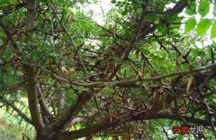 【树】皂角树种子价格及种植方法