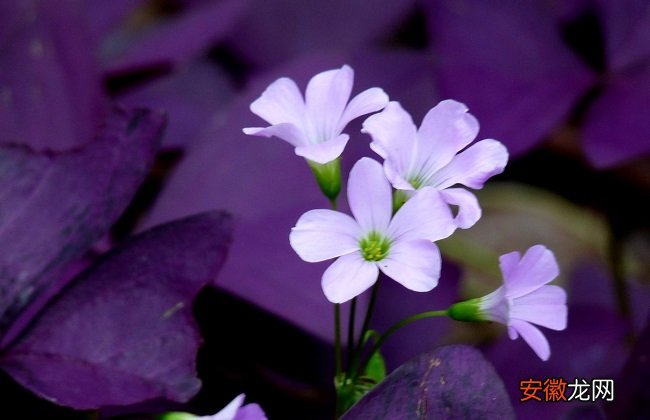 【养护方法】紫叶酢浆草的养护方法