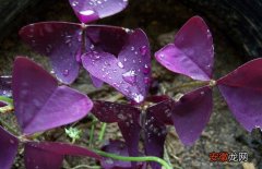 【养护方法】紫叶酢浆草的养护方法