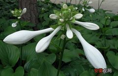 【花】玉簪花种子价格及种植方法