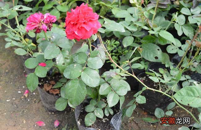 【种植】蔷薇苗价格及种植方法