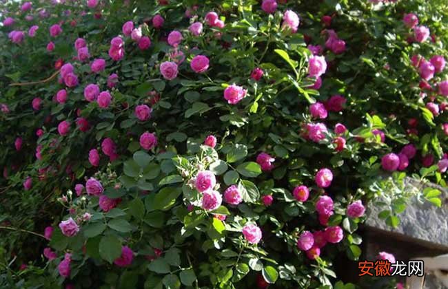 【种植】蔷薇苗价格及种植方法