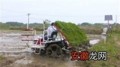 红安高桥镇推行水稻标准化种植