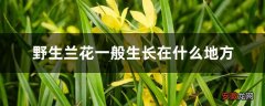 【生长】野生兰花一般生长在什么地方