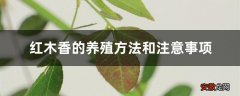 【养殖方法】红木香的养殖方法和注意事项