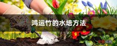 【方法】鸿运竹的水培方法