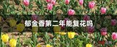 【花】郁金香第二年能复花吗