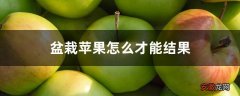 【苹果】盆栽苹果怎么才能结果