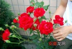 【家庭】玫瑰花家庭栽培养护管理