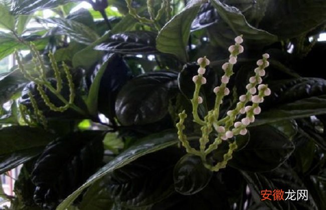 【花】珠兰花的养殖方法和注意事项