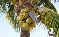 椰子不小心发芽变成老椰子之后还能吃吗