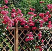 【养护】春季玫瑰庭院养护四要素