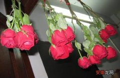 【花】玫瑰干花制作方法