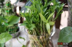【富贵竹】水培富贵竹的养殖方法