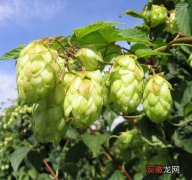 【啤酒】又叫酵母花、酒花，可用于酿造啤酒和药用