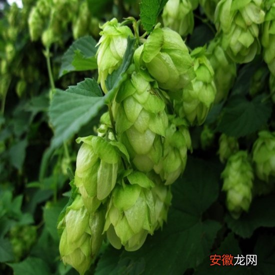 【啤酒】又叫酵母花、酒花，可用于酿造啤酒和药用