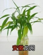 【富贵竹】水养富贵竹的养护知识