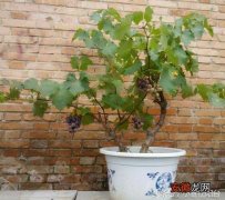【葡萄】家里怎么种葡萄树？一个小窍门，果子挂满枝，朋友们都羡慕