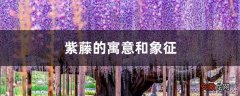 【寓意】紫藤的寓意和象征