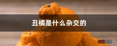 【杂交】丑橘是什么杂交的