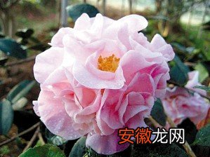 【家庭】春节家庭养护花颜有秘方