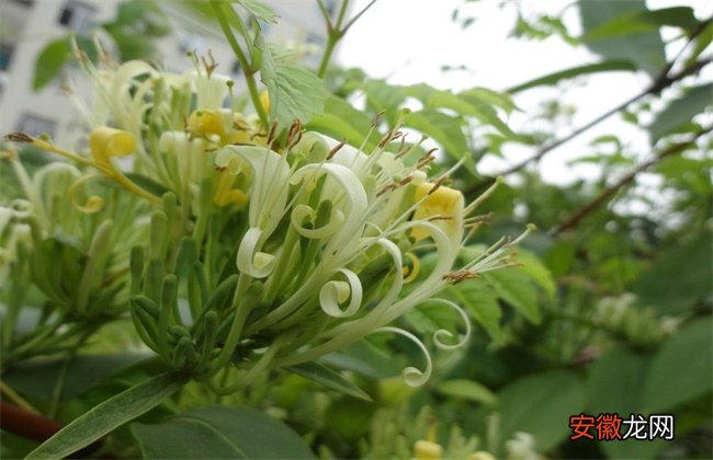 【花】金银花有哪些品种分类